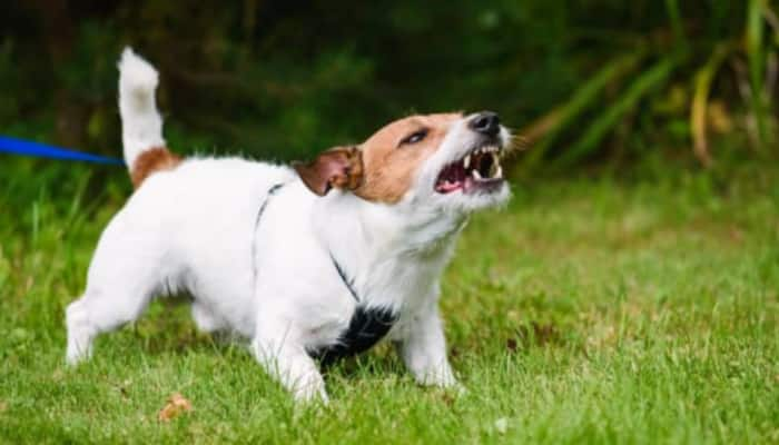 ‘Torturing canines won’t solve stray dogs menance’: Kerala CM urges people to stop animal cruelty