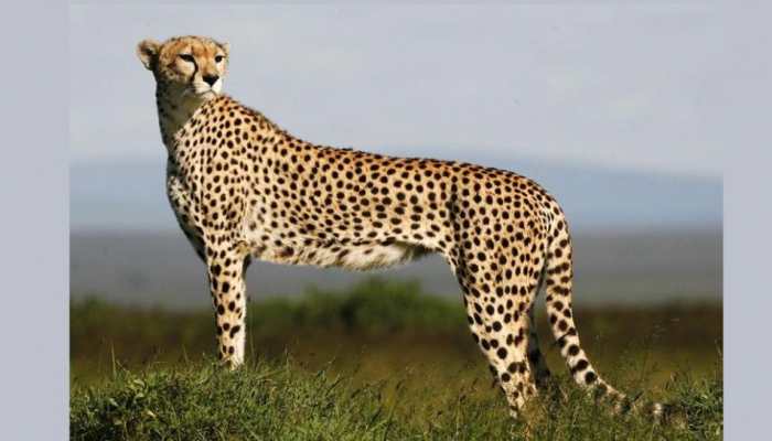 PM Narendra Modi’s Birthday: 8 Cheetahs from Namibia land in Gwalior, to be released by PM today