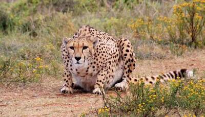 Cheetahs Vs Leopards Vs Jaguars: CHEETAHS to RUN in India after 70 years - know your different big cats!