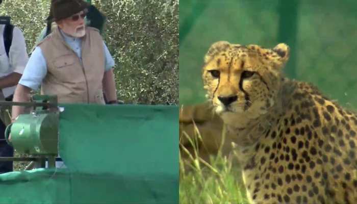 Cheetahs return to India, PM Modi releases majestic wild cats - Check out some interesting facts about them