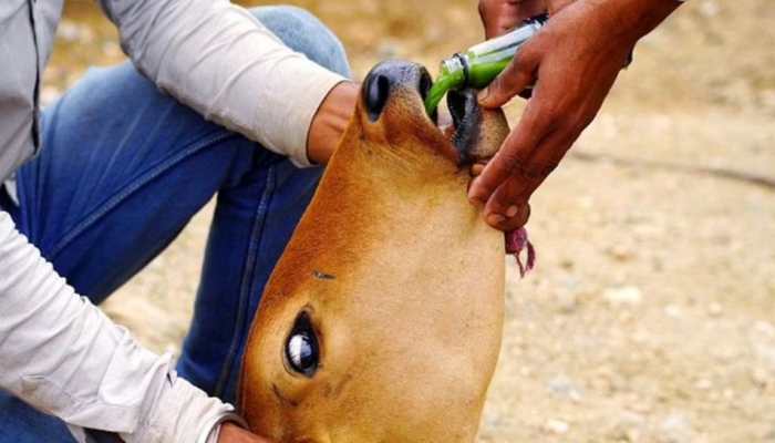 Maharashtra: 126 cattle dead, 25 districts affected by Lumpy virus