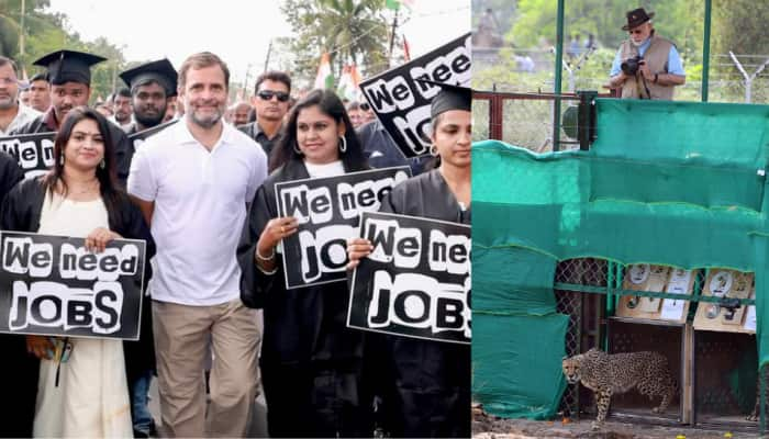 &#039;8 cheetahs have come, now tell why 16 cr jobs didn&#039;t...&#039;: Rahul Gandhi&#039;s dig at PM Modi