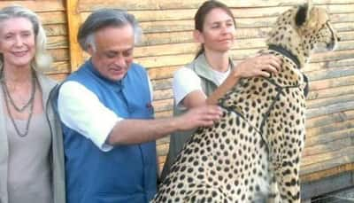 Cheetahs in India: Real credit goes to Congress? Check Jairam Ramesh's TWEET