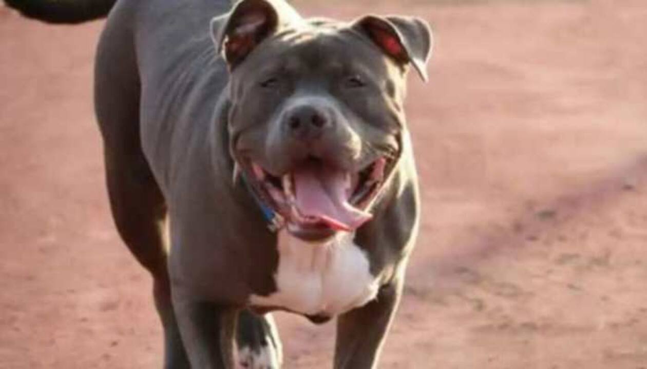 Uttar Pradesh: In another dog attack, Pitbull bites cow in Kanpur | India  News | Zee News