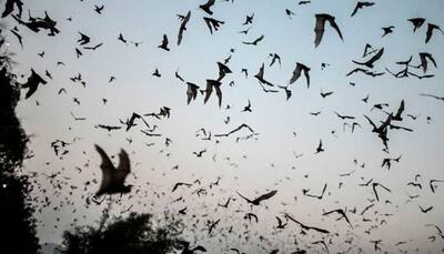 New danger coming! Covid-like VIRUS found in Russian BATS can INFECT humans, say researchers