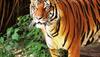 tiger reserve in india