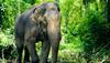 Shardiya Navratri 2022 Dreams: Five Important Signs Of Seeing Dreams Of Elephant