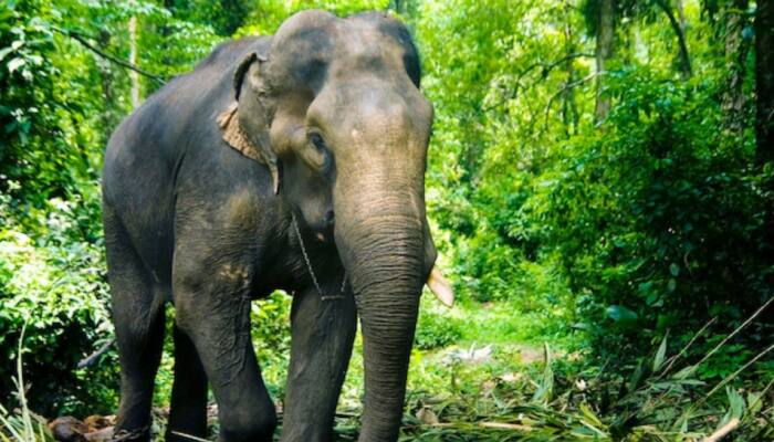 Shardiya Navratri 2022 Dreams: Five Important Signs Of Seeing Dreams Of Elephant