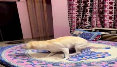 Labrador dog dances on Mere Dholna song from Bhool Bhulaiyaa- Watch viral video here