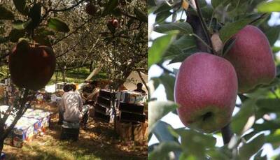 Kashmir's apple industry facing crisis during 'peak' season, seeks govt's help