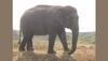 Gajraj power goes VIRAL on social media, elephant helps 300 Sikhs-WATCH