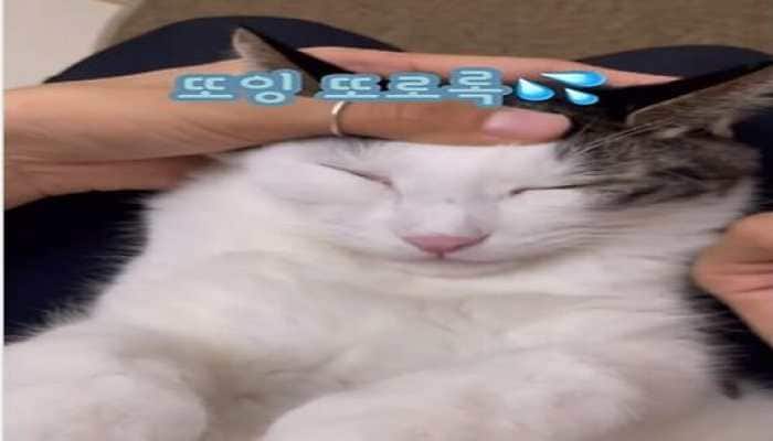 Cat enjoys as human gives it eyedrops and a face massage video goes viral- WATCH