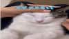 Cat enjoys as human gives it eyedrops and a face massage video goes viral- WATCH