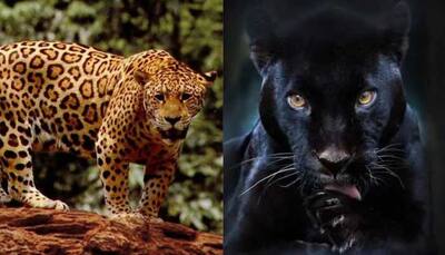 Andhra doctor appeals to India to rescue his pet jaguar, panther from Ukraine