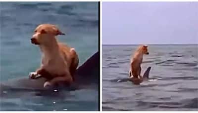 Life of Paw! Dolphin saves dog from drowning into sea- WATCH