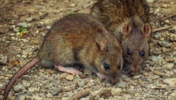 5 effective home remedies to get rid of RATS