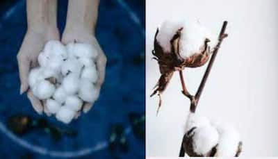 World Cotton day 2022: History, significance, theme- details here