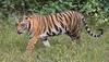valmiki tiger reserve safari