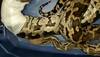 Injured python