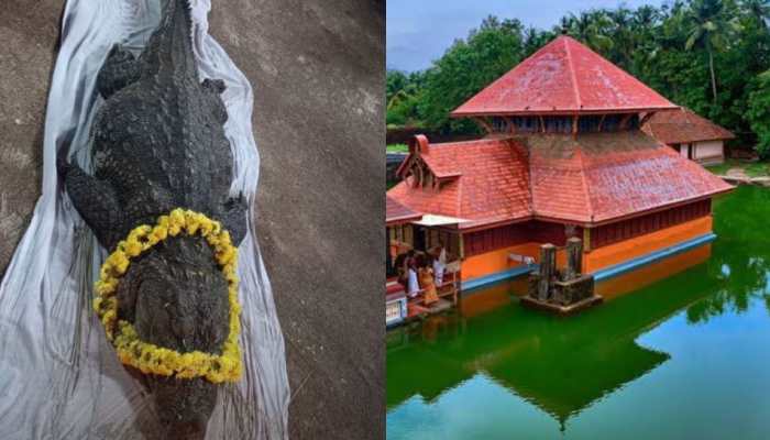 75-year-old 'vegetarian' crocodile who lived near temple in Kerala's Kasaragod dies 75-year-old 'vegetarian' crocodile who lived near temple in Kerala's Kasaragod dies