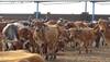 lumpy cow virus