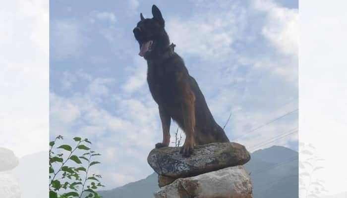 Indian Army dog helps in eliminating two terrorists in J&amp;K despite being hit by bullets; hospitalised