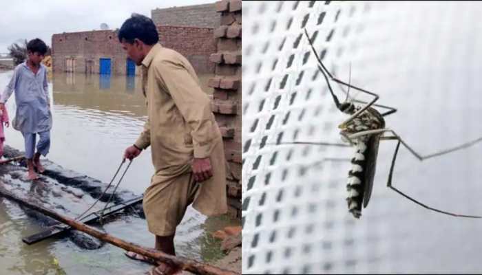 Pakistan seeks India&#039;s help to combat mosquito-borne diseases post massive floods