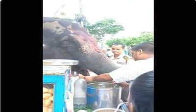 Viral Video: UNBELIEVABLE! Elephant eats Panipuris at Roadside Stall in Assam, Netizens react- WATCH