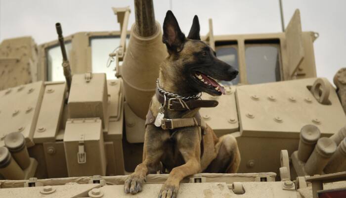 Military dog