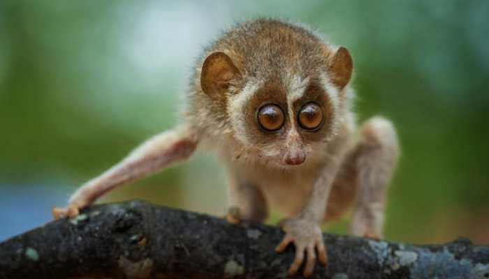 Endangered species 'Slender Loris' to get first-ever dedicated sanctuary in  India - Details here | India News | Zee News