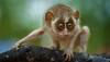 Endangered species 'Slender Loris' to get first-ever dedicated sanctuary in India - Details here