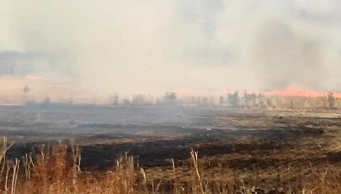 Punjab stubble burning: 700 incidents reported in state so far, Bhagwant Mann govt vows solution
