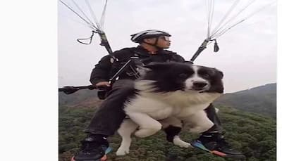 Viral Video: Pet Dog goes Paragliding with owner, netizens react- WATCH