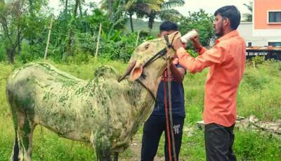 Lumpy skin disease kills 2,070 cattle in Karnataka, vaccination drive on-going