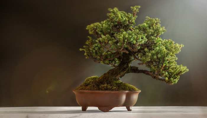 Vastu tips: Decorating home for Diwali? DO NOT keep these plants and flowers indoors