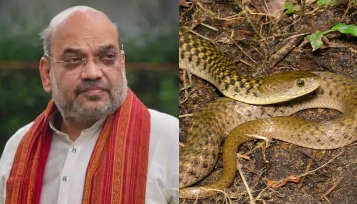 Shocking! 5 ft-long Asiatic water SNAKE found in Amit Shah&#039;s bungalow in Delhi