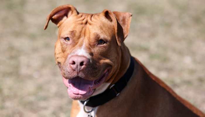 Haryana woman gets 50 stitches after pet pit bull attacks her