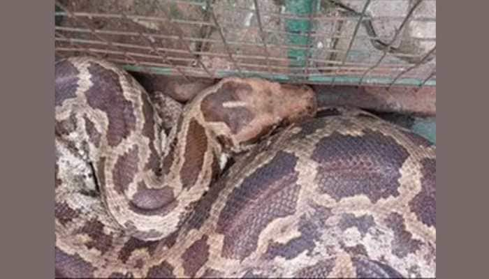 Watch - 80 kg Python found on school bus in UP&#039;s Raebareli, video goes viral