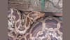 Watch - 80 kg Python found on school bus in UP's Raebareli, video goes viral