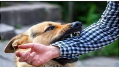 Dog attack cases: These HORRIFIC INCIDENTS scared Ghaziabad, Noida residents