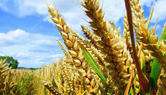 Good news for farmers ahead of Diwali! Modi govt approves MSP for Rabi Crops