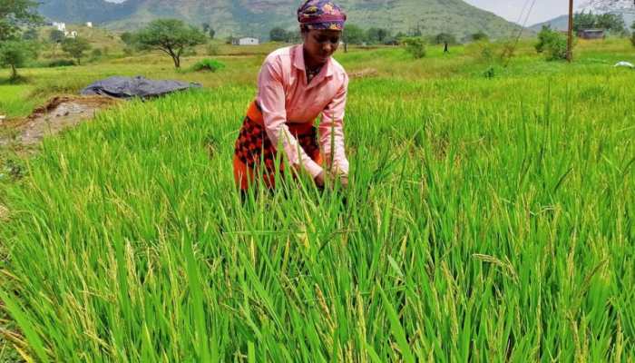 India&#039;s food inflation may remain high due to unseasonal rain, crop losses: Report