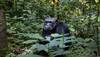 chimpanzee