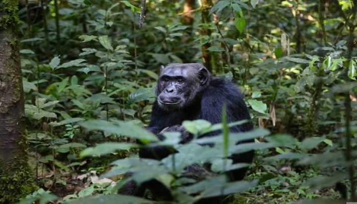 Most European chimps are Vitamin-D deficient: Study