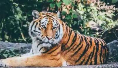 Maharashtra: 70-year-old man killed by tiger in Chandrapur; second death in 3 days