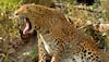 leopard attacks girl