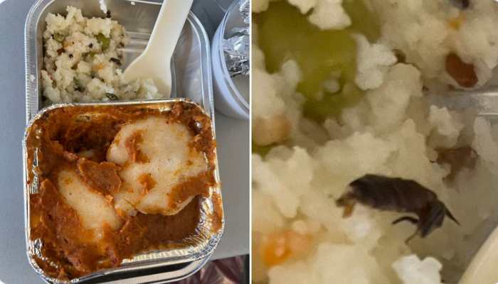 'Ginger not cockroach' Vistara clarifies meal content after testing food in laboratory