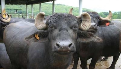 Maharashtra: Man held for raping buffalo calf in Pune