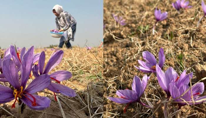 Jammu &amp; Kashmir: Bumper harvest of saffron makes farmers' faces glow, double production expected