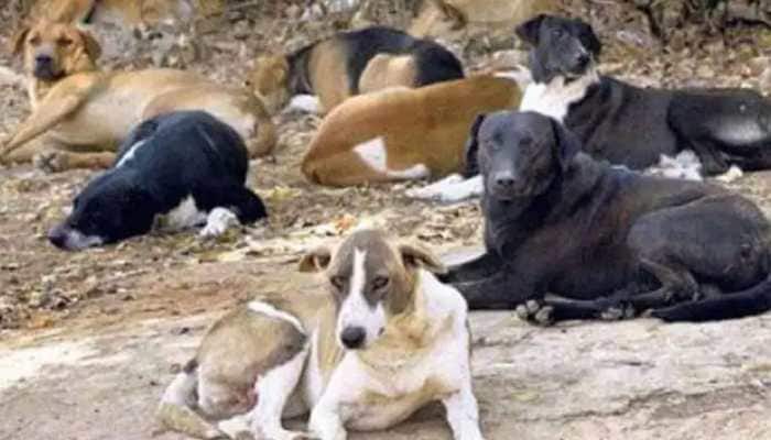 How to protect yourself in a dog attack - Tips from self-defence coach